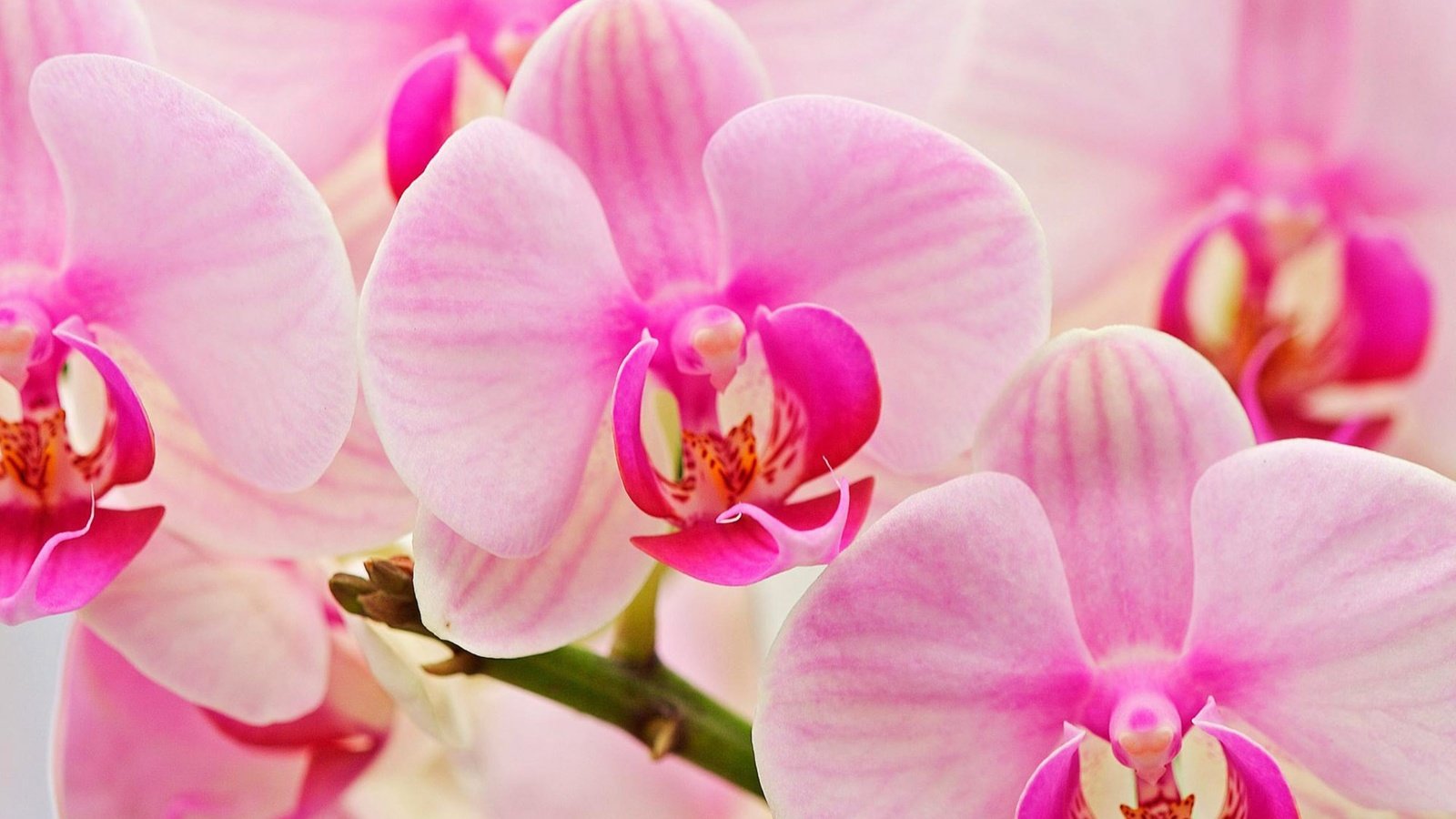 Обои цветок, букет, розовый, орхидея, flower, bouquet, pink, orchid разрешение 2560x1600 Загрузить