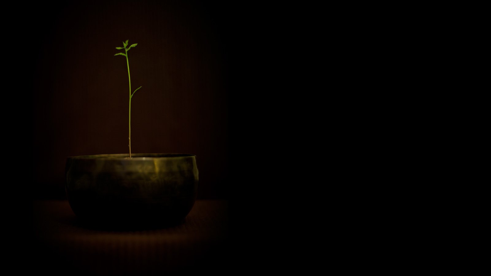 Обои обои, цветок, разное, вазон, wallpaper, flower, different, pot разрешение 2560x1600 Загрузить