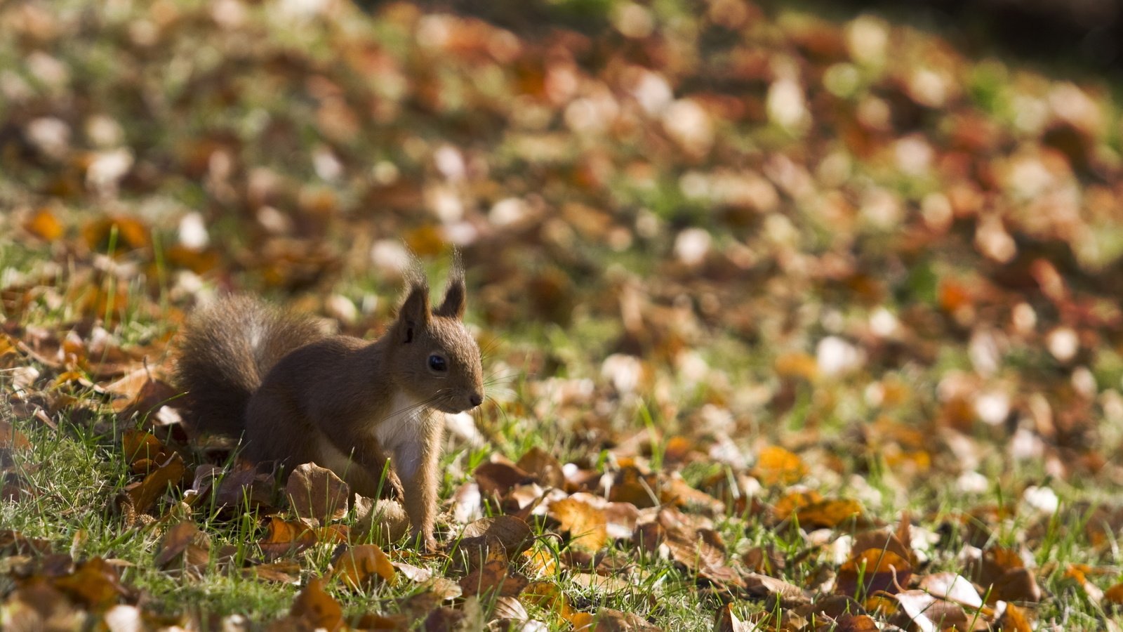 Обои листья, взгляд, белка, leaves, look, protein разрешение 2560x1600 Загрузить