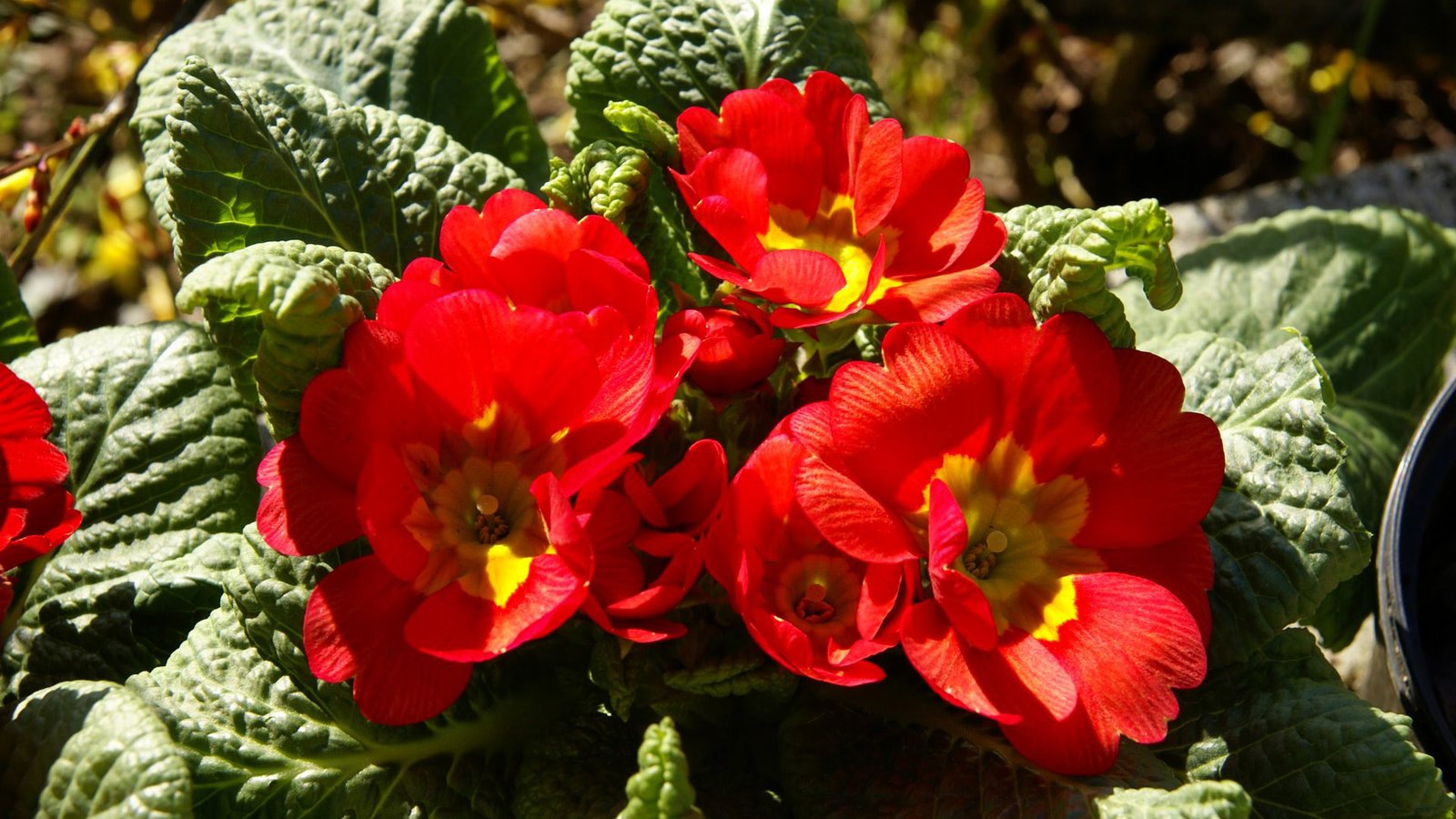 Обои листья, лепестки, красные, клумба, примула, leaves, petals, red, flowerbed, primula разрешение 1920x1200 Загрузить