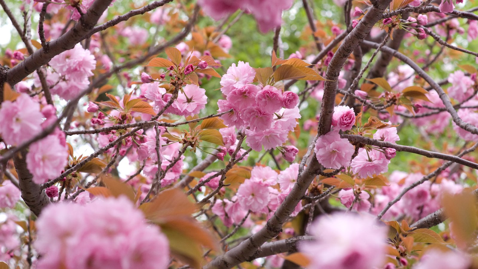 Обои цветы, цветение, ветки, лепестки, сакура, flowers, flowering, branches, petals, sakura разрешение 1920x1200 Загрузить