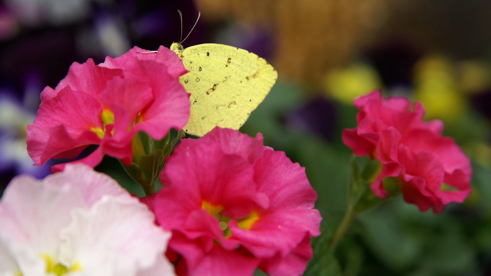 Обои цветы, насекомое, лепестки, бабочка, крылья, flowers, insect, petals, butterfly, wings разрешение 1920x1200 Загрузить