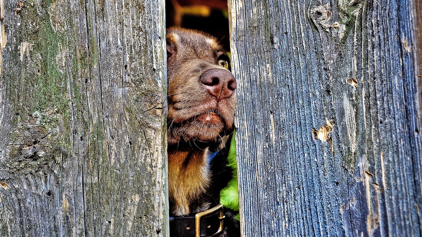 Обои забор, собака, ошейник, пес, нос, the fence, dog, collar, nose разрешение 1920x1200 Загрузить