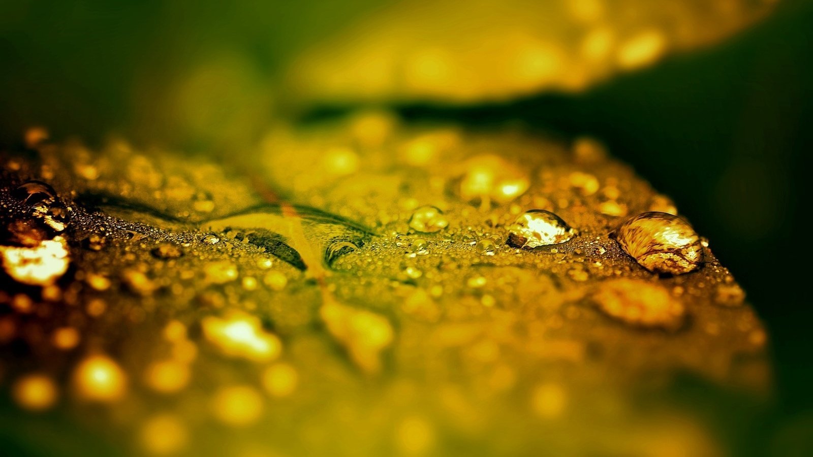 Обои макро, капли, листик, после дождя, капли дождя, macro, drops, leaf, after the rain, raindrops разрешение 1920x1080 Загрузить