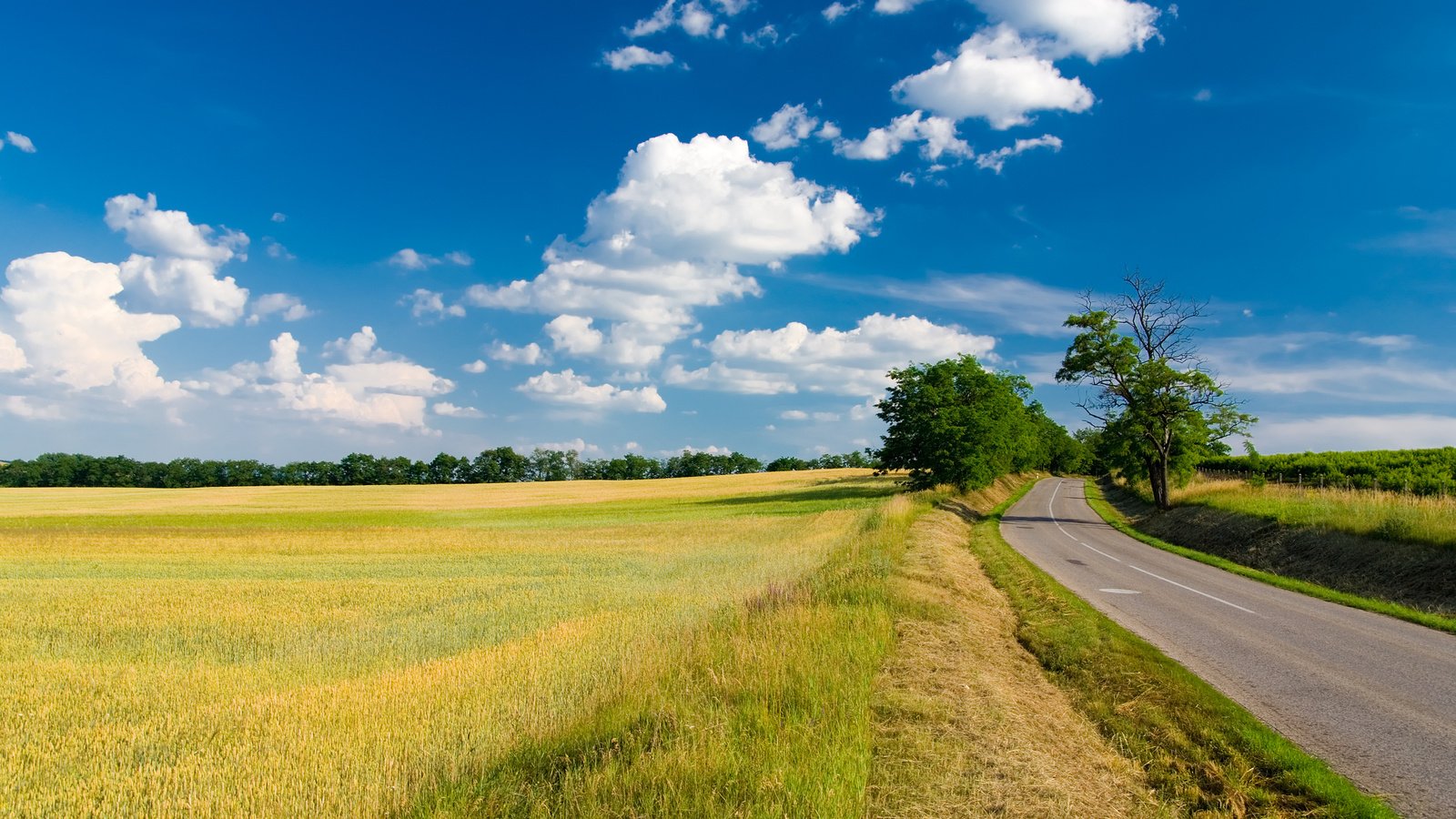 Обои небо, дорога, трава, облака, деревья, поле, лето, the sky, road, grass, clouds, trees, field, summer разрешение 2560x1600 Загрузить