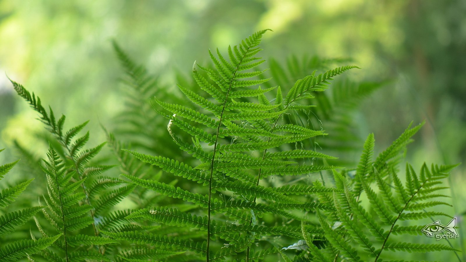 Обои природа, листья, растение, папоротник, nature, leaves, plant, fern разрешение 1920x1200 Загрузить