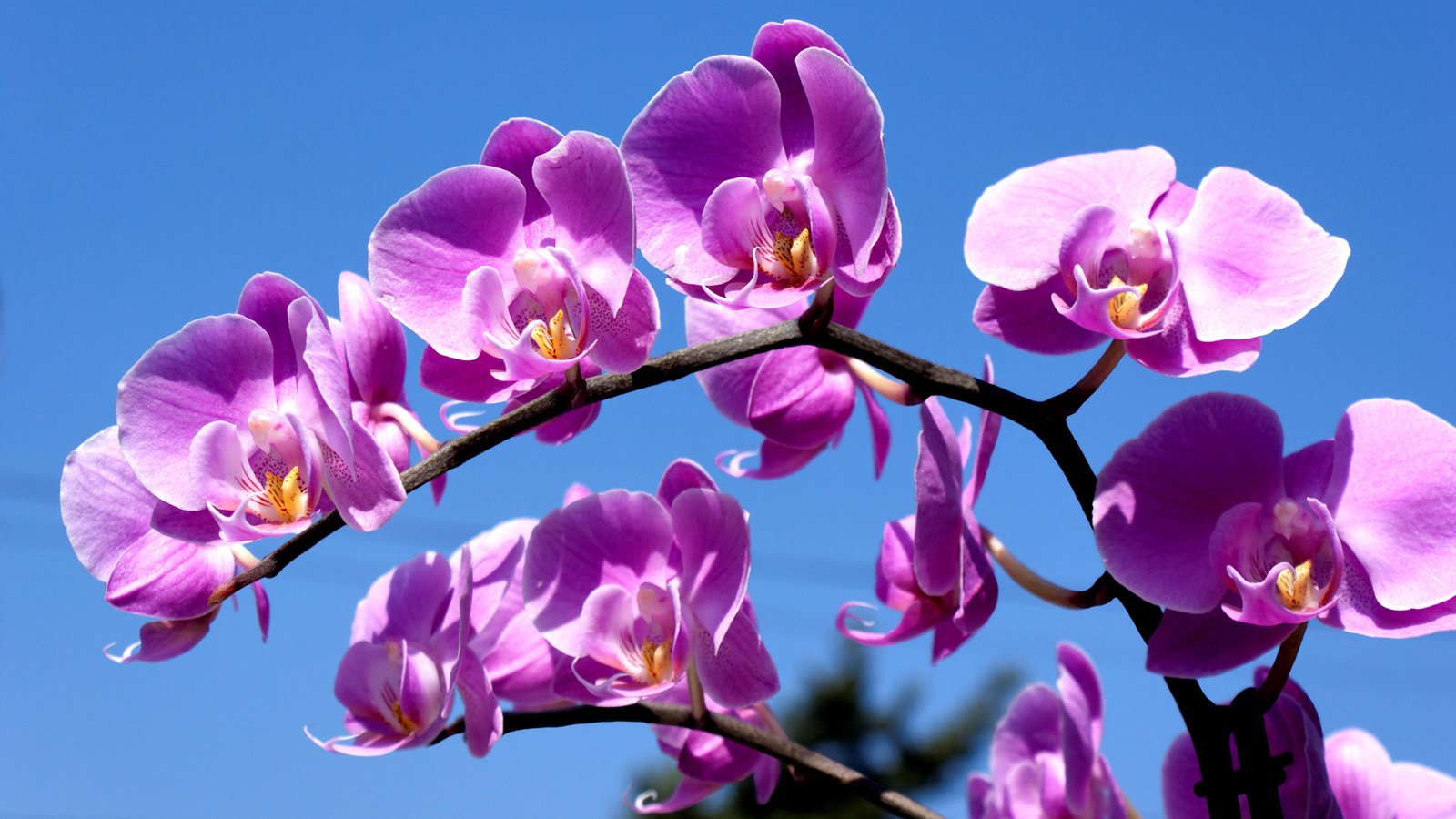 Обои орхидея, синее небо, комильфо, orchid, blue sky, comme il faut разрешение 1920x1200 Загрузить