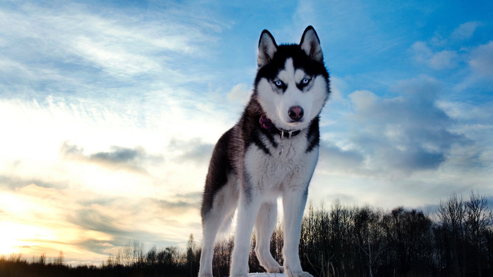 Обои небо, зима, собака, хаски, the sky, winter, dog, husky разрешение 1920x1280 Загрузить