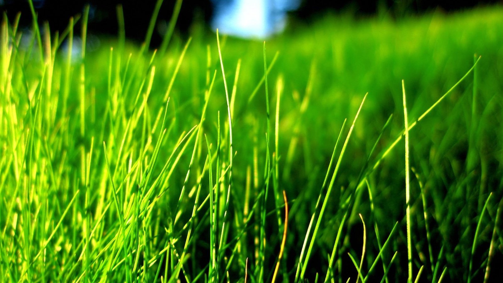 Обои трава, природа, зелень, размытость, grass, nature, greens, blur разрешение 1920x1440 Загрузить