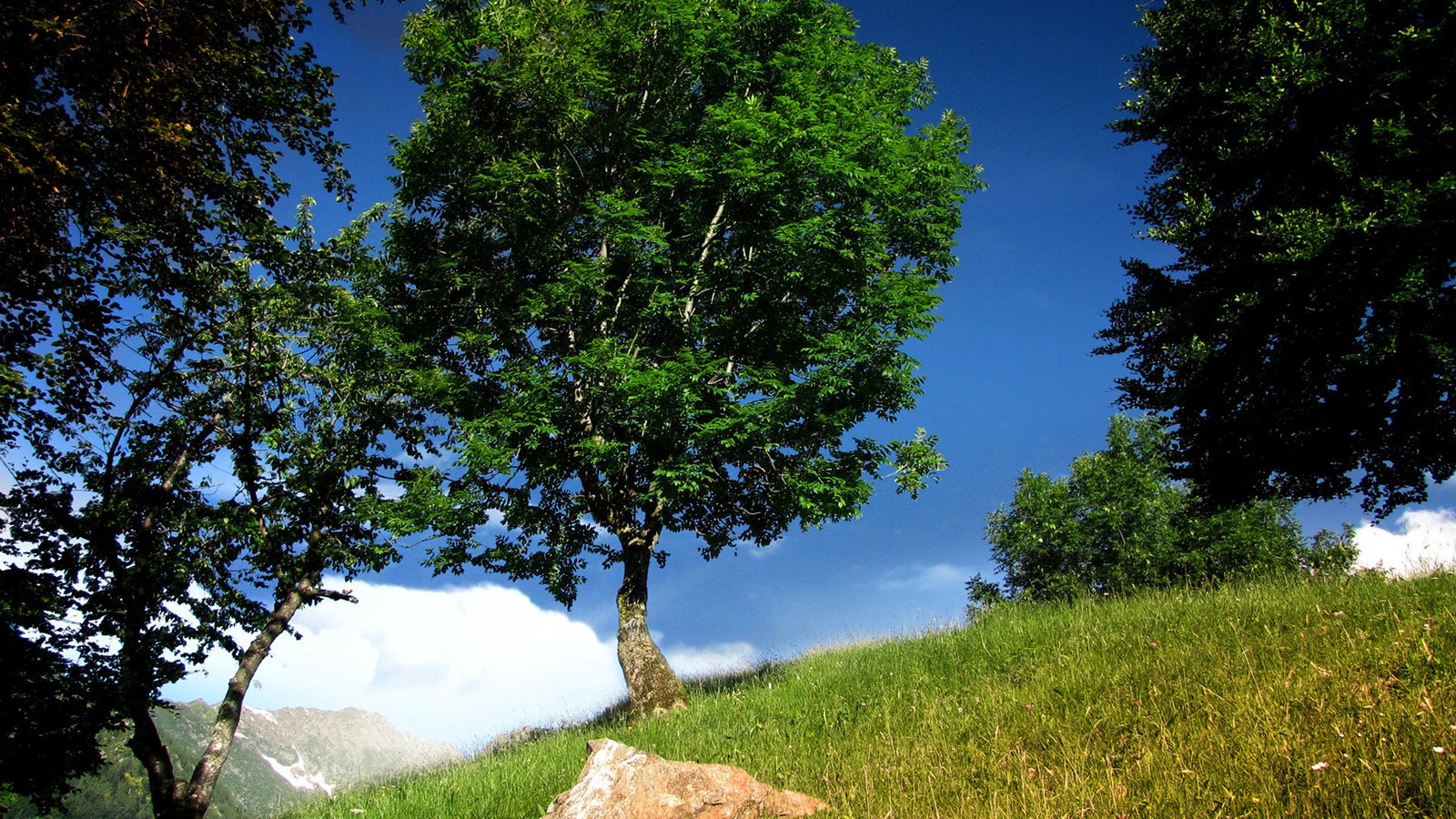 Обои трава, дерево, зеленое, синее небо, grass, tree, green, blue sky разрешение 1920x1200 Загрузить