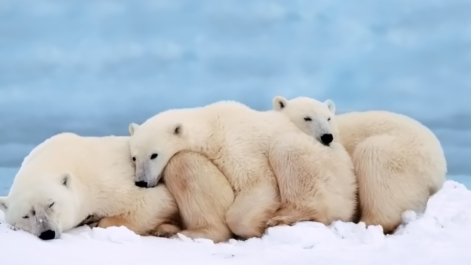 Обои сон, семья, медведи, белый медведь, детеныш, sleep, family, bears, polar bear, cub разрешение 1920x1200 Загрузить