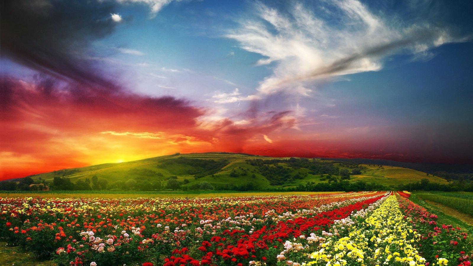 Обои небо, цветы, облака, закат, пейзаж, поле, the sky, flowers, clouds, sunset, landscape, field разрешение 4000x2779 Загрузить