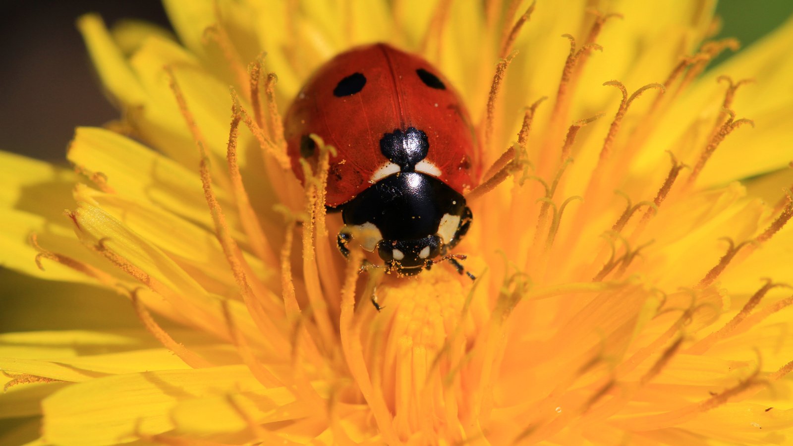 Обои жук, насекомое, цветок, божья коровка, одуванчик, beetle, insect, flower, ladybug, dandelion разрешение 1920x1200 Загрузить