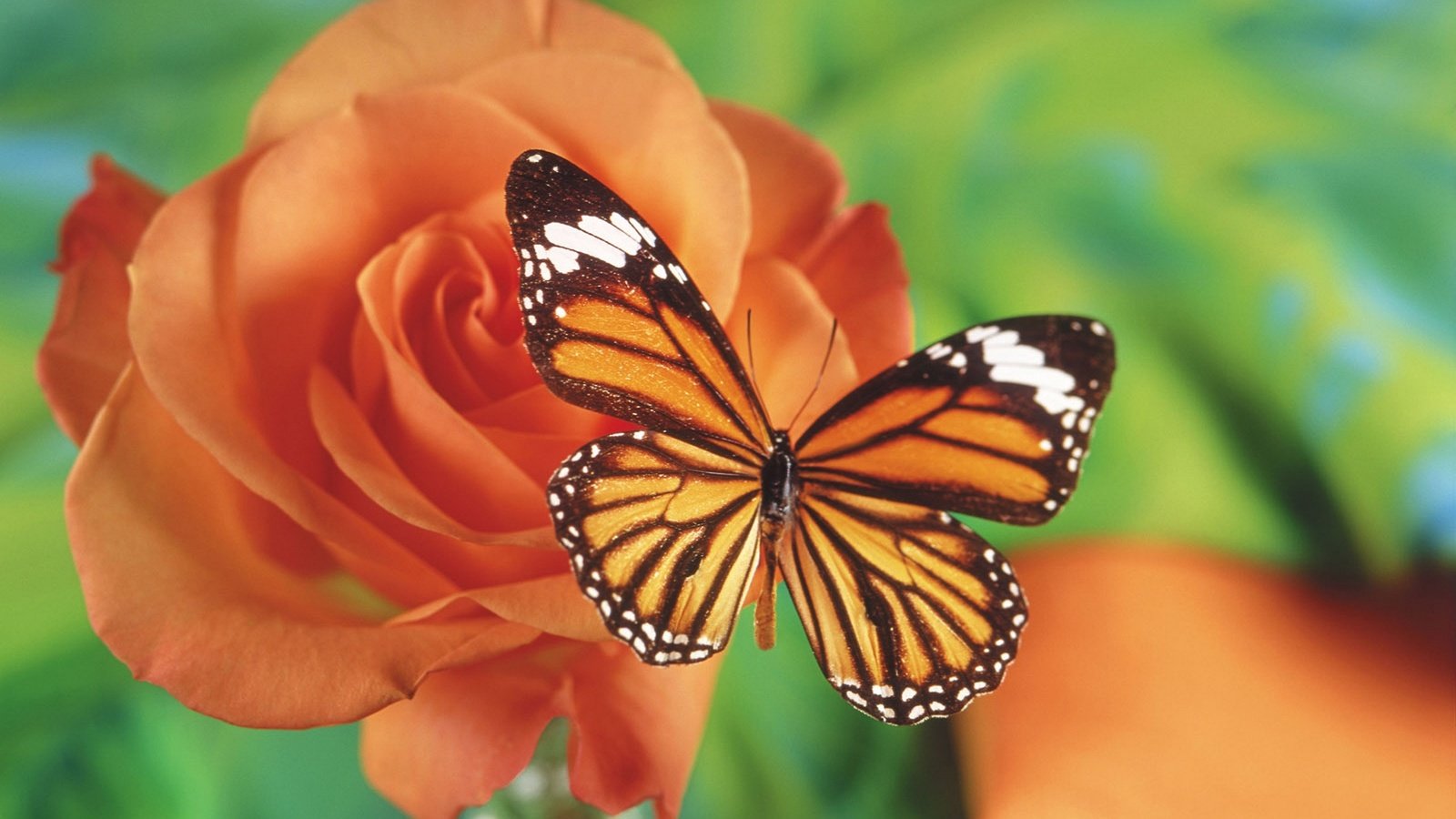 Обои бабочка, butterfly разрешение 1920x1440 Загрузить