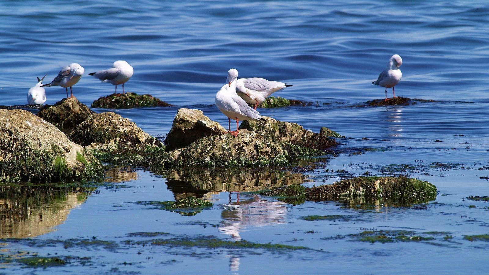 Обои вода, камни, море, птицы, чайки, water, stones, sea, birds, seagulls разрешение 1920x1200 Загрузить