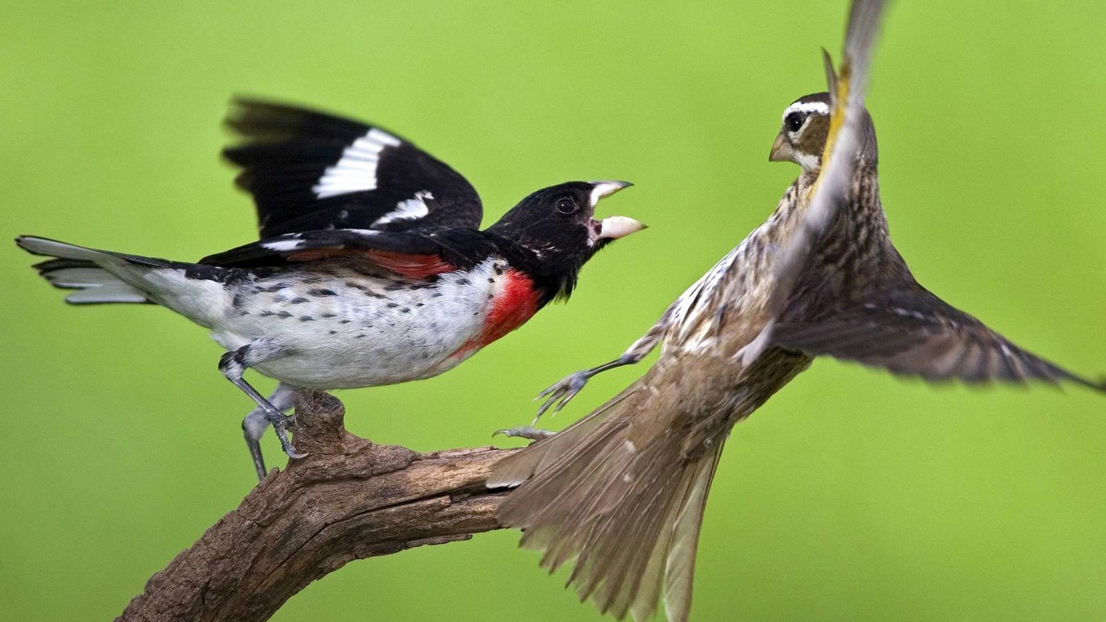 Обои птицы, схватка, birds, fight разрешение 1920x1200 Загрузить