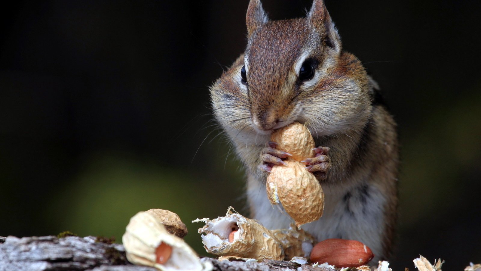 Обои орехи, животное, зверек, скорлупа, арахис, бурундук, грызун, nuts, animal, shell, peanuts, chipmunk, rodent разрешение 2560x1600 Загрузить