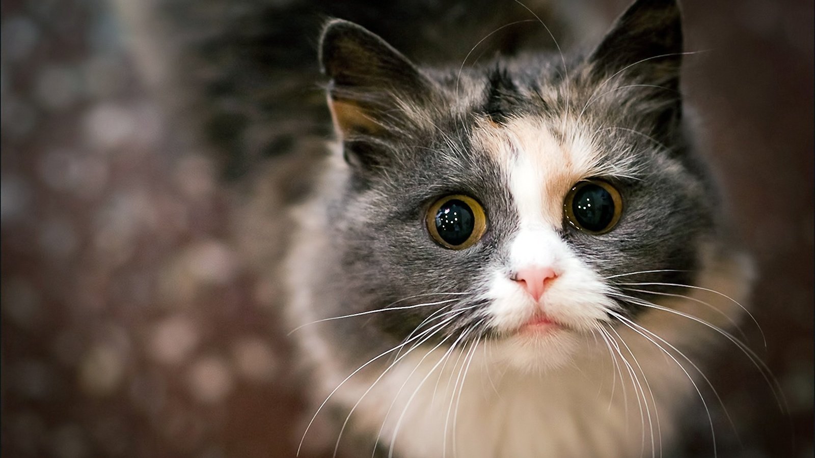Обои глаза, кот, мордочка, усы, кошка, взгляд, eyes, cat, muzzle, mustache, look разрешение 1920x1200 Загрузить
