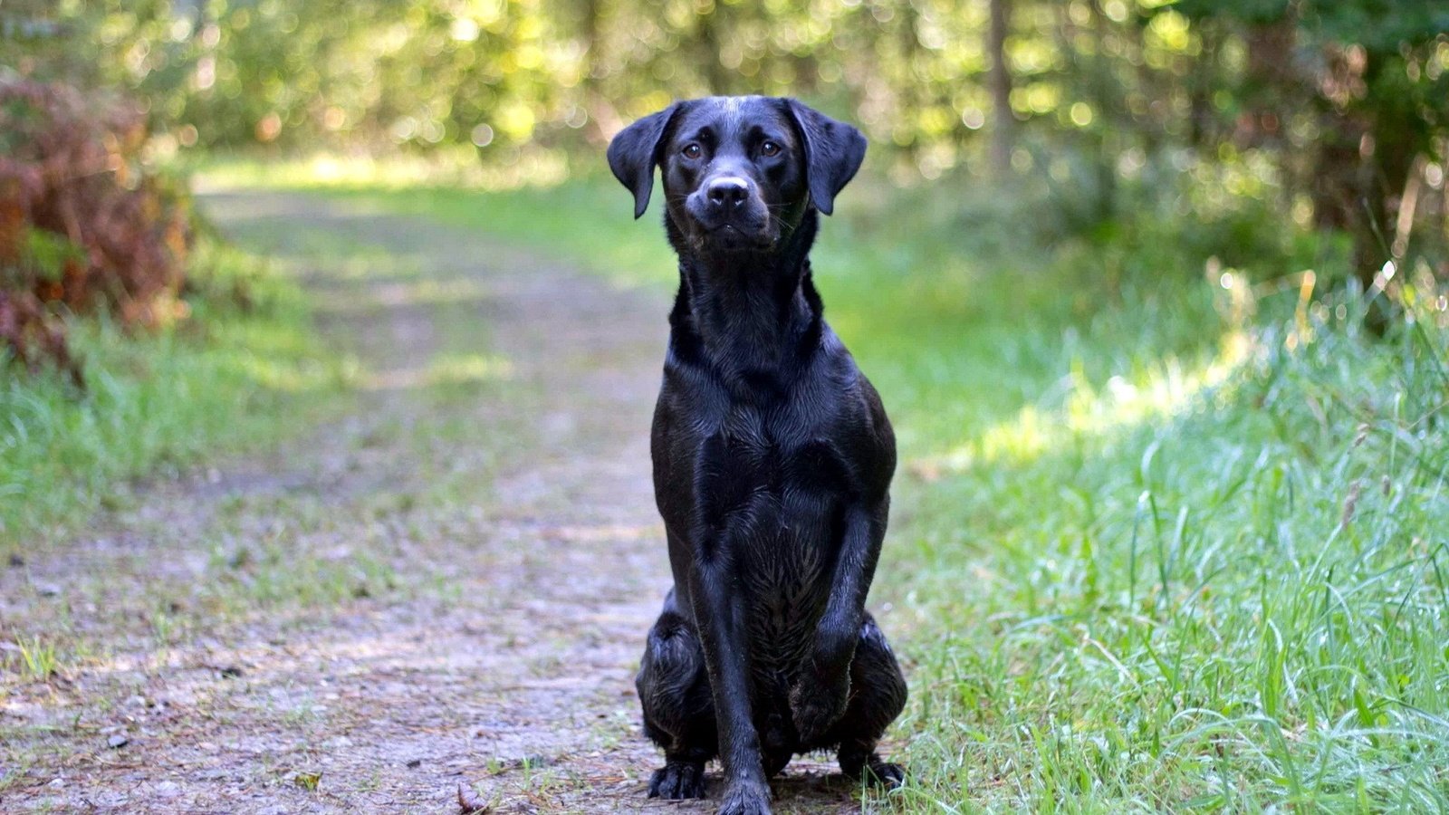 Обои дорога, лес, взгляд, собака, друг, черная, road, forest, look, dog, each, black разрешение 1920x1200 Загрузить