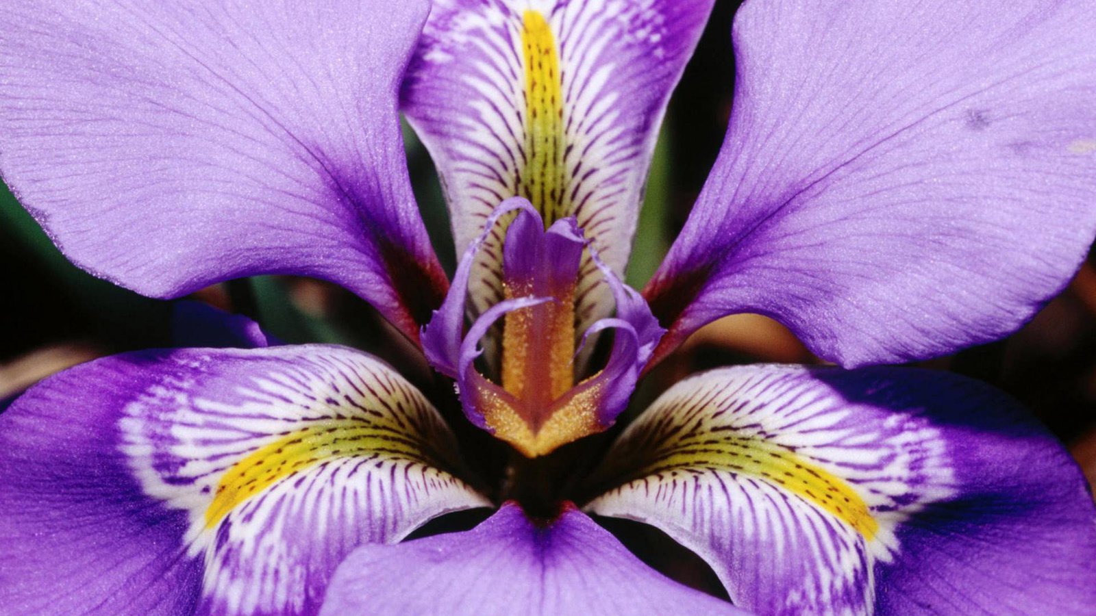 Обои макро, цветок, лепестки, фиолетовый, ирис, macro, flower, petals, purple, iris разрешение 1920x1200 Загрузить