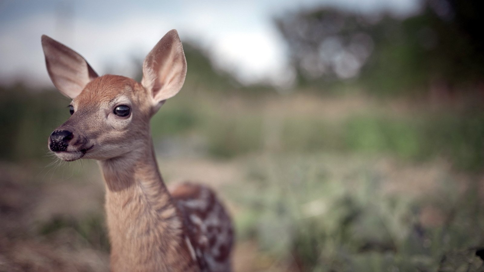 Обои природа, олень, фон, детеныш, олененок, nature, deer, background, cub, fawn разрешение 1920x1200 Загрузить