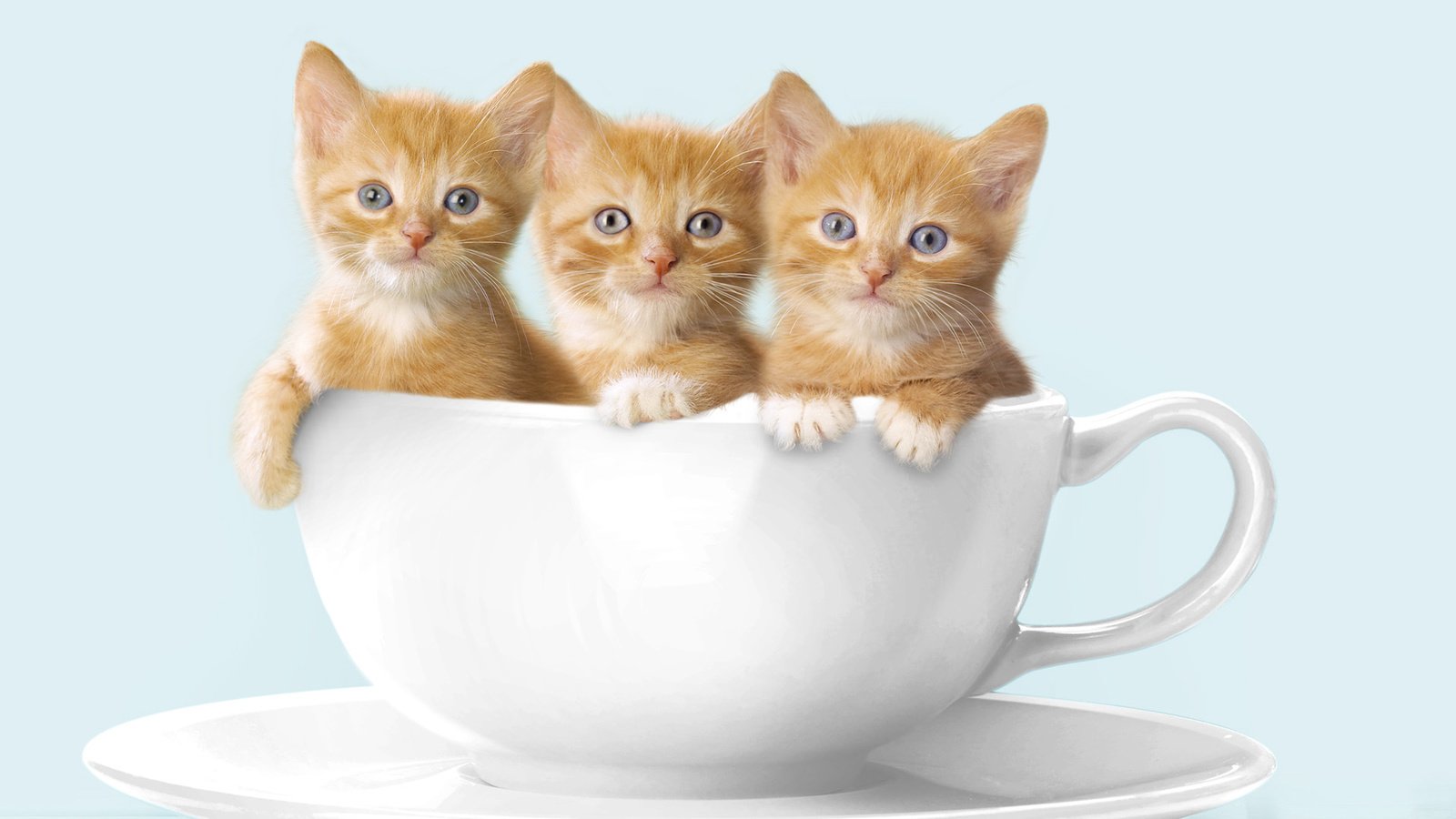 Обои кружка, кошки, котята, рыжие, котята в кружке, mug, cats, kittens, red, kittens in a mug разрешение 1920x1080 Загрузить