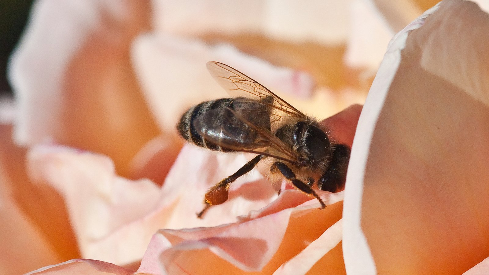 Обои макро, цветок, лепестки, насекомые, пчела, нектар, macro, flower, petals, insects, bee, nectar разрешение 1920x1200 Загрузить