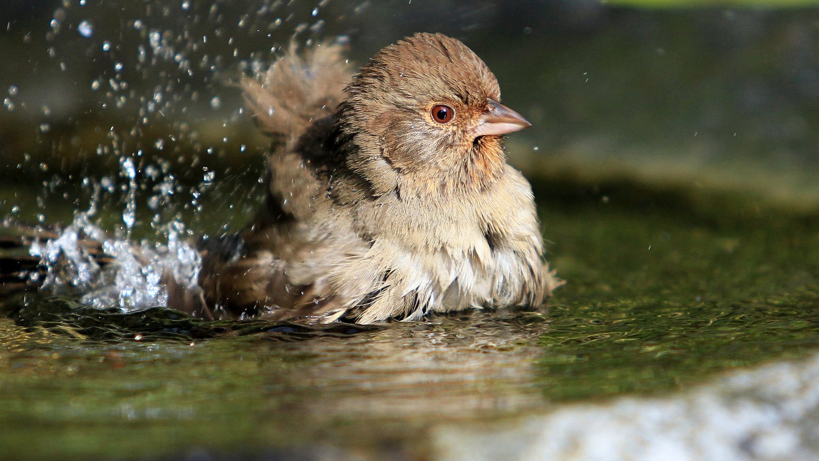 Обои вода, брызги, птица, воробей, лужа, купается, water, squirt, bird, sparrow, puddle, bathed разрешение 1920x1200 Загрузить