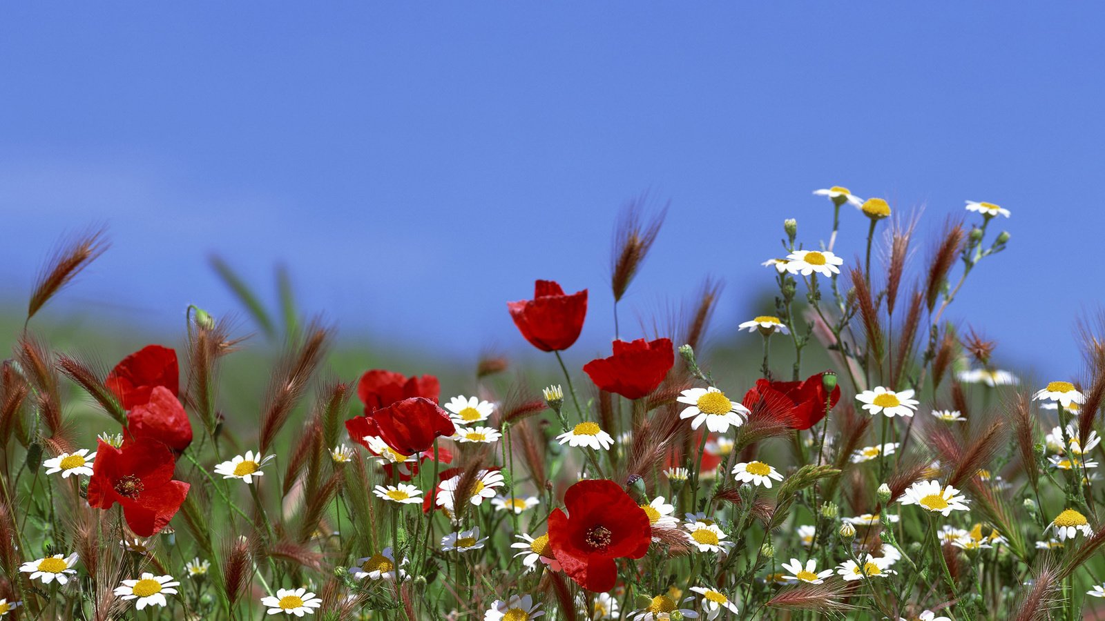 Обои небо, цветы, лето, маки, ромашки, the sky, flowers, summer, maki, chamomile разрешение 3840x1200 Загрузить