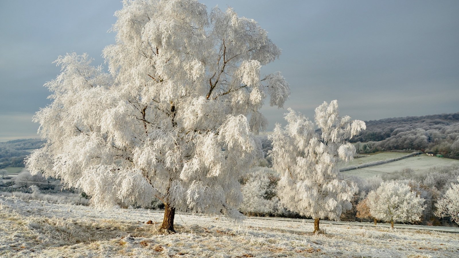 Обои небо, снег, дерево, лес, зима, пейзаж, поле, иней, the sky, snow, tree, forest, winter, landscape, field, frost разрешение 2560x1600 Загрузить