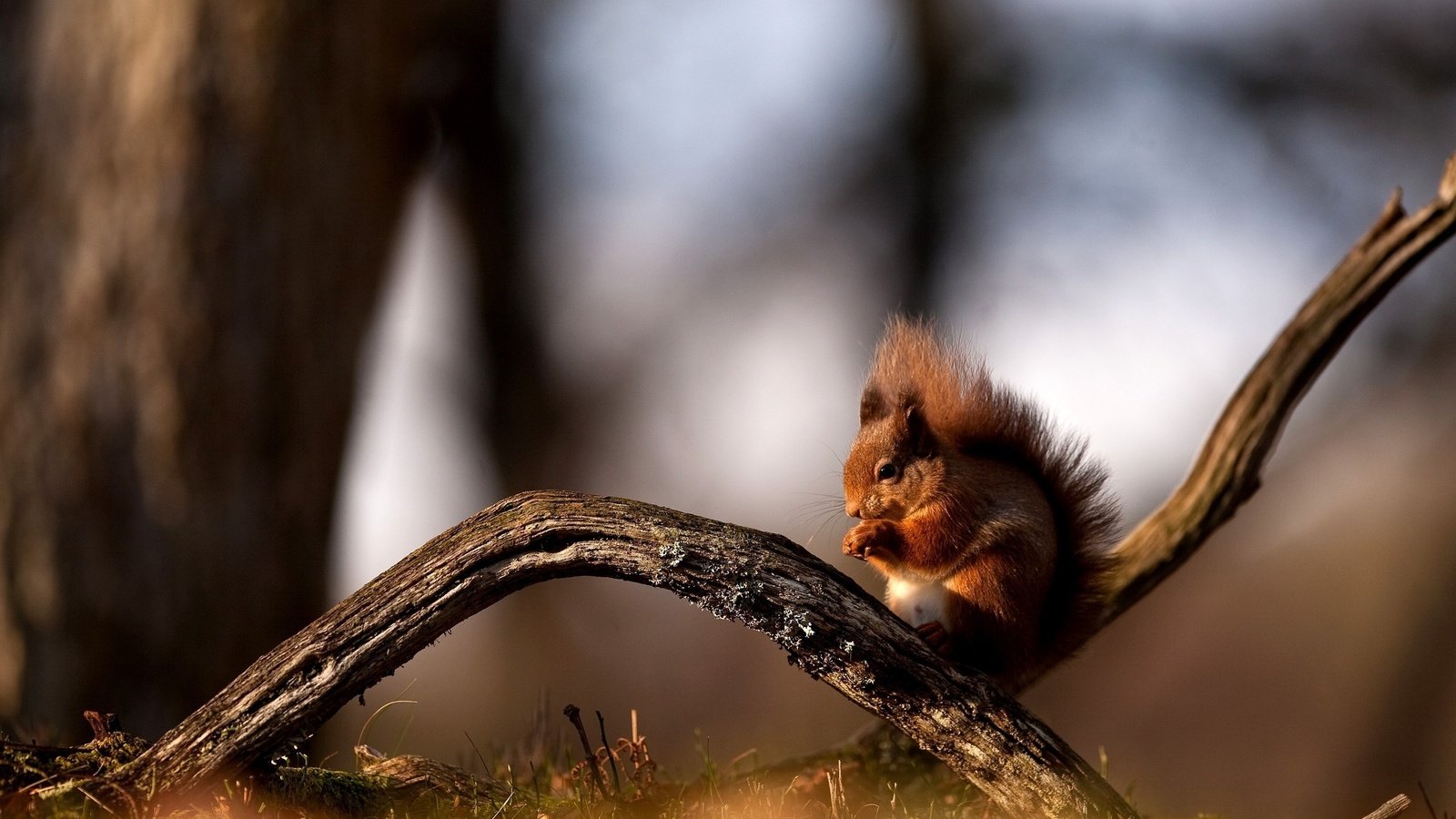 Обои ветка, лес, осень, сидит, животное, белка, рыжая белка, branch, forest, autumn, sitting, animal, protein, red squirrel разрешение 2560x1600 Загрузить