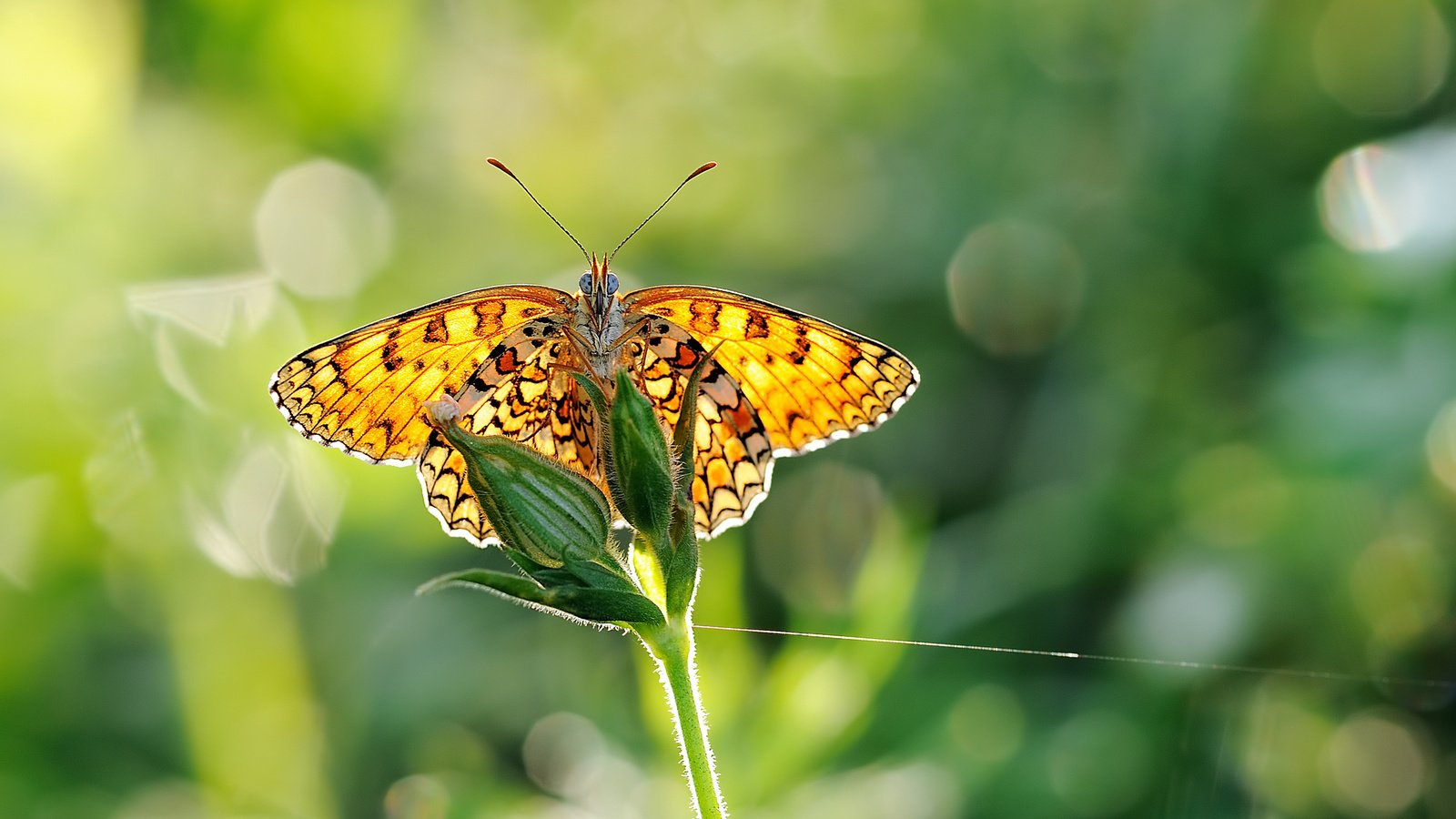 Обои макро, бабочка, крылья, насекомые, растение, стебель, macro, butterfly, wings, insects, plant, stem разрешение 1996x1365 Загрузить