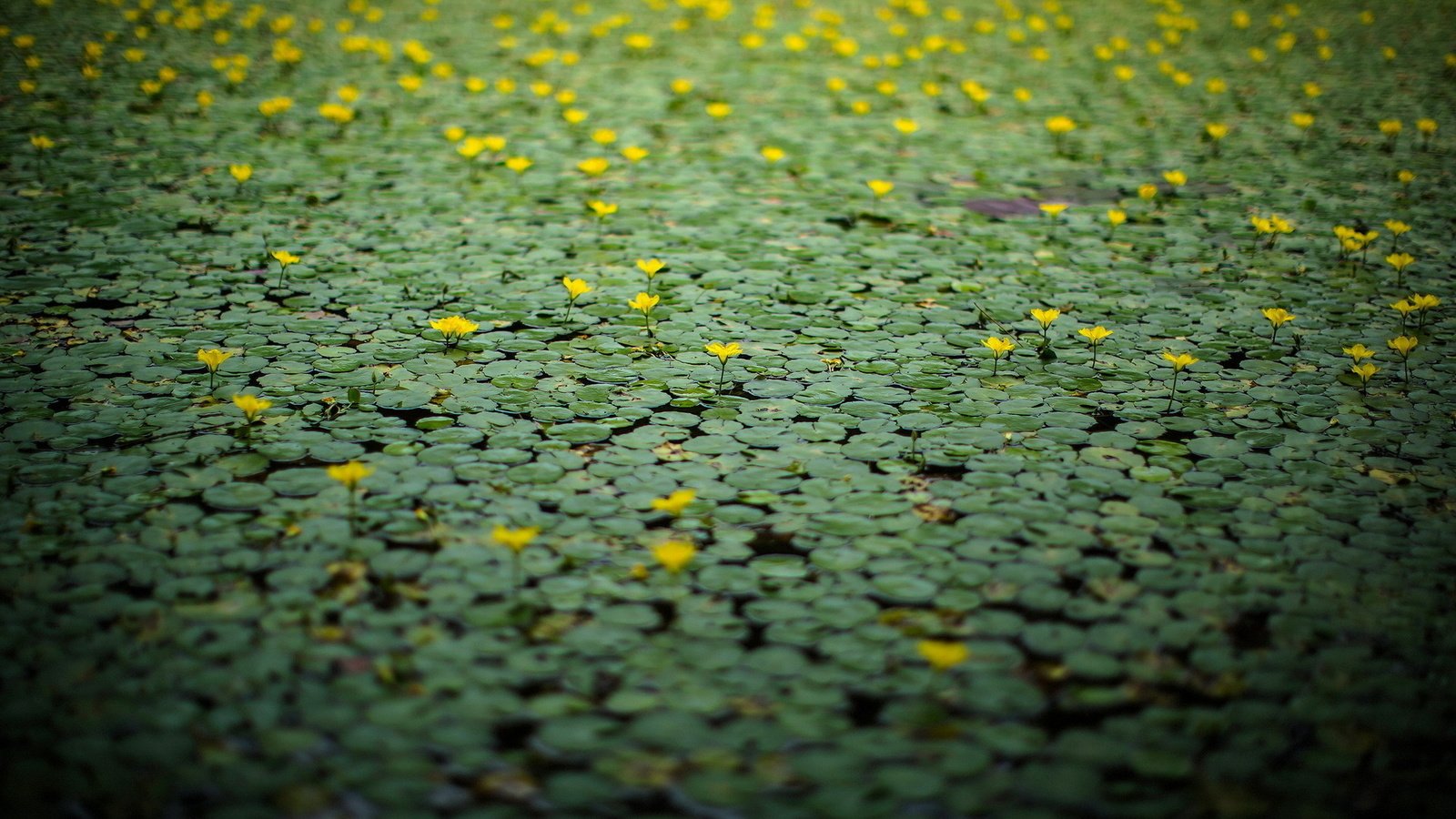 Обои цветы, озеро, природа, лилии, желтые, поверхность, кувшинки, flowers, lake, nature, lily, yellow, surface, water lilies разрешение 1920x1200 Загрузить