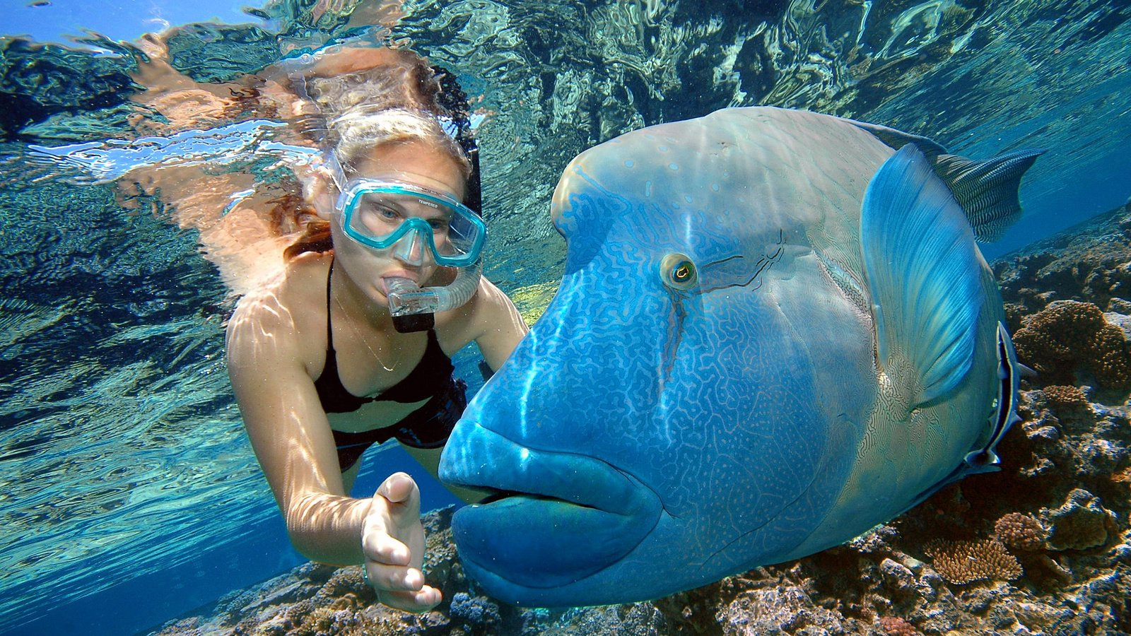 Обои рыбы, тропики, мальдивы, дайвинг, fish, tropics, the maldives, diving разрешение 2240x1488 Загрузить