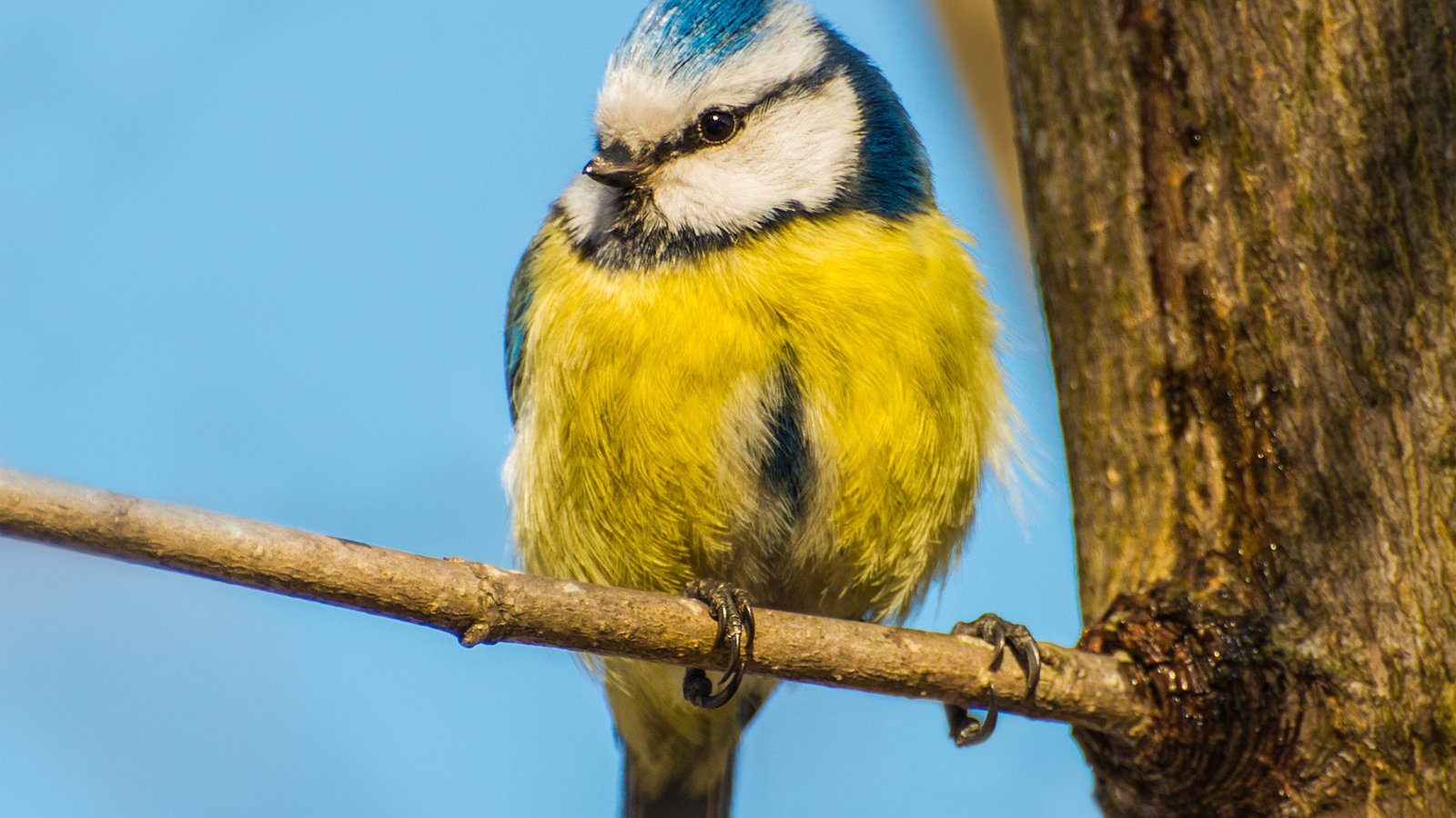 Обои небо, ветка, дерево, птица, синица, синичка, the sky, branch, tree, bird, tit, titmouse разрешение 1920x1300 Загрузить