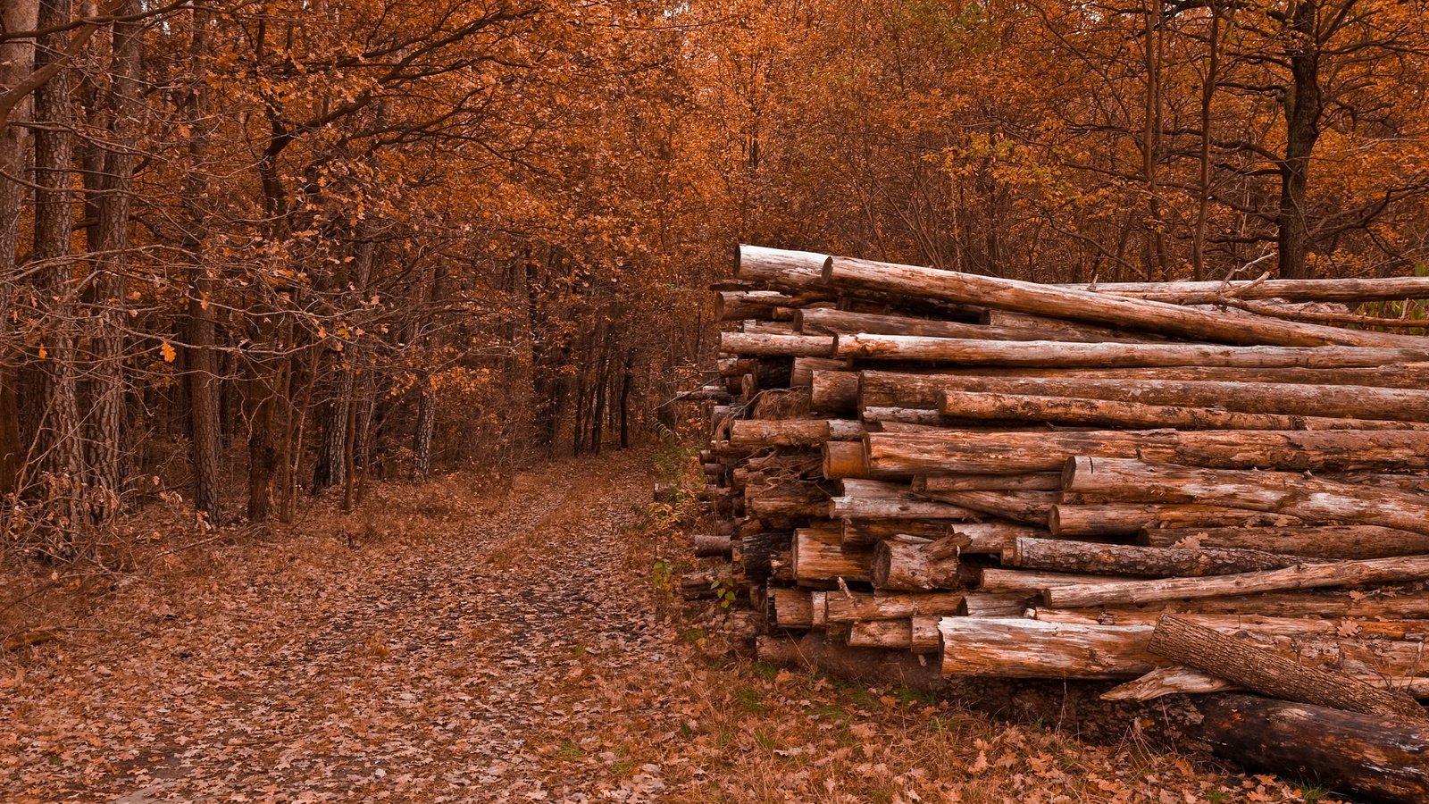 Обои деревья, природа, листья, дорожка, осень, бревна, trees, nature, leaves, track, autumn, logs разрешение 2560x1600 Загрузить