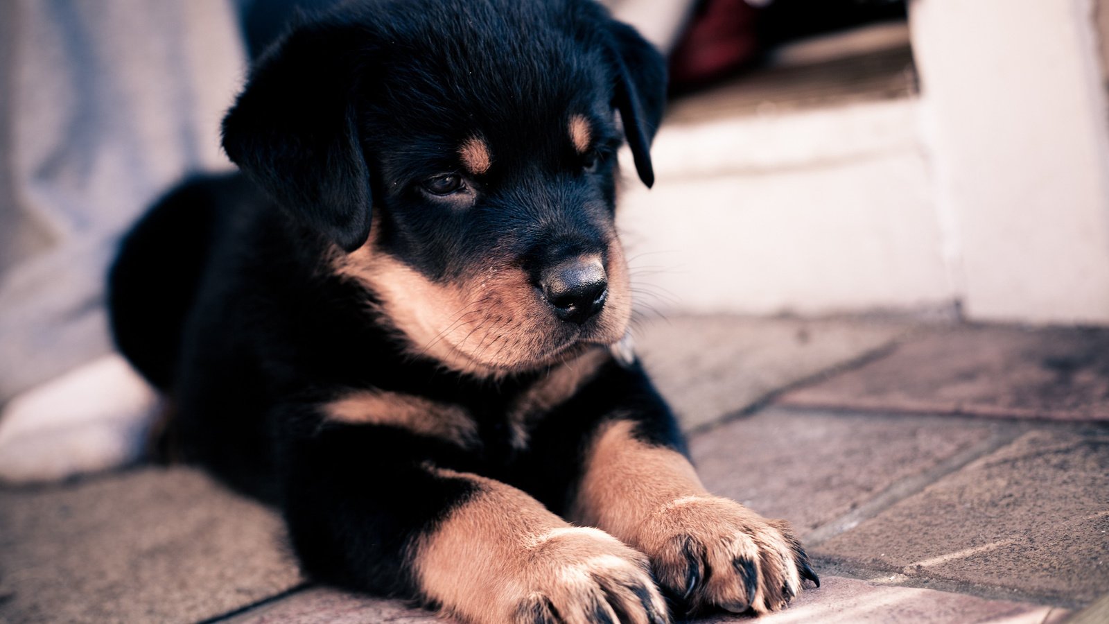 Обои морда, лапы, собака, щенок, ротвейлер, face, paws, dog, puppy, rottweiler разрешение 2560x1600 Загрузить