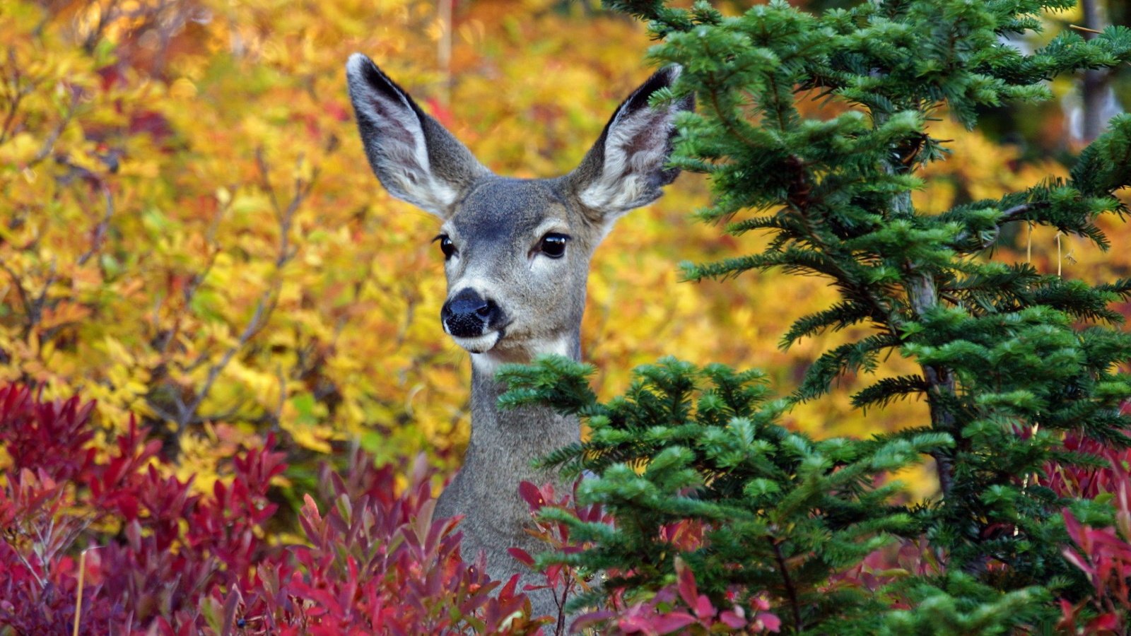 Обои деревья, лес, олень, осень, ушки, животное, trees, forest, deer, autumn, ears, animal разрешение 1920x1200 Загрузить