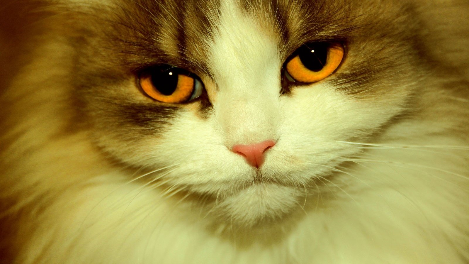 Обои глаза, кот, кошка, взгляд, eyes, cat, look разрешение 2560x1600 Загрузить