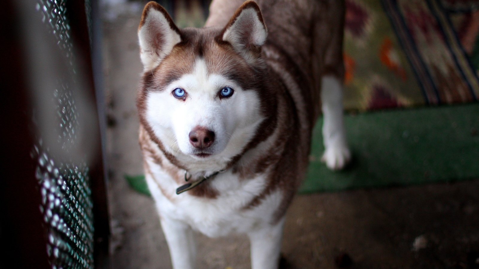 Обои глаза, взгляд, собака, хаски, уши, eyes, look, dog, husky, ears разрешение 2560x1600 Загрузить