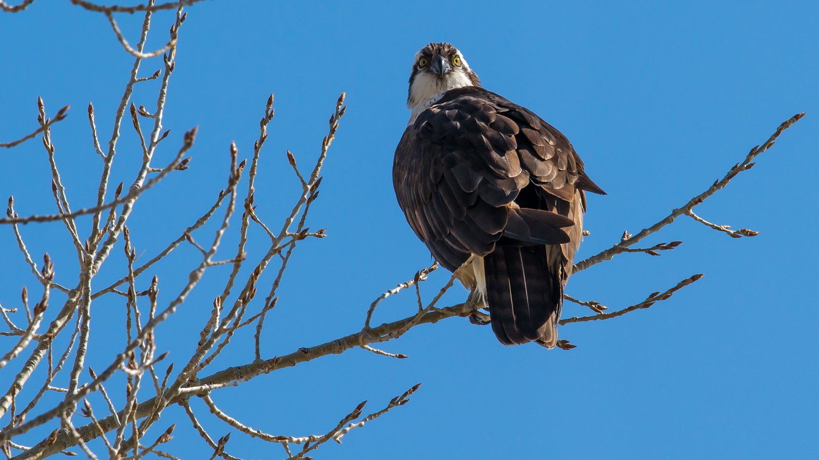 Обои небо, природа, ветки, птица, хищная, скопа, the sky, nature, branches, bird, predatory, osprey разрешение 2560x1600 Загрузить