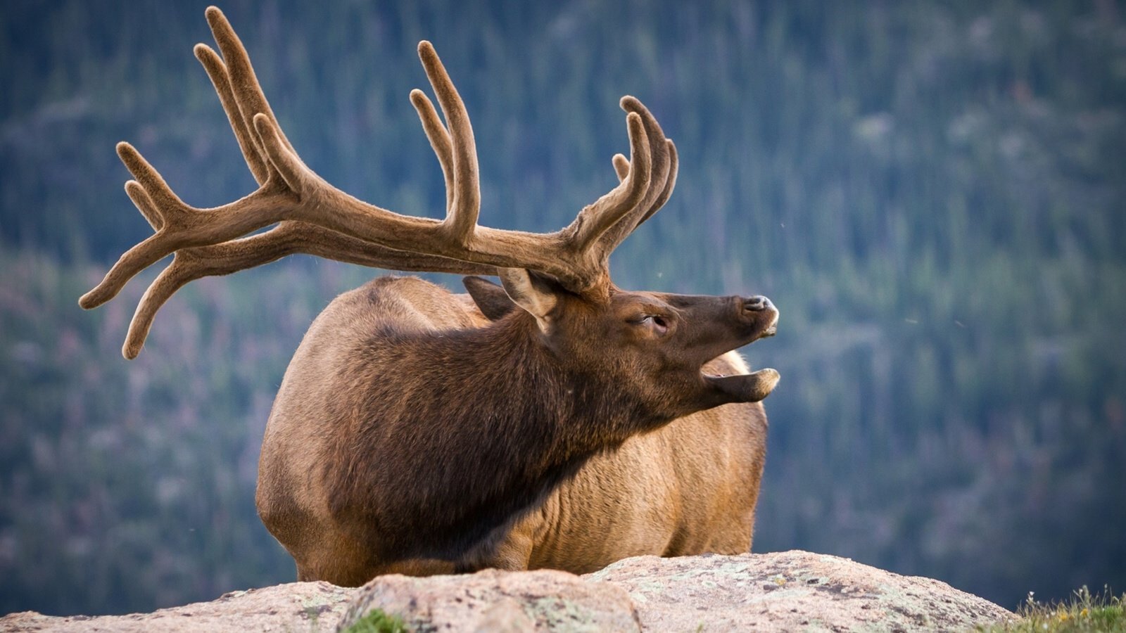 Обои природа, олень, камень, рога, nature, deer, stone, horns разрешение 1920x1280 Загрузить