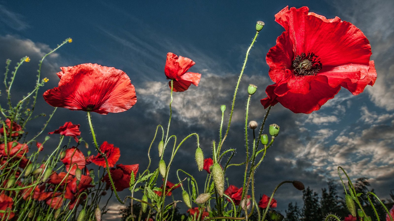 Обои цветы, фон, красные, маки, мак, flowers, background, red, maki, mac разрешение 2048x1877 Загрузить