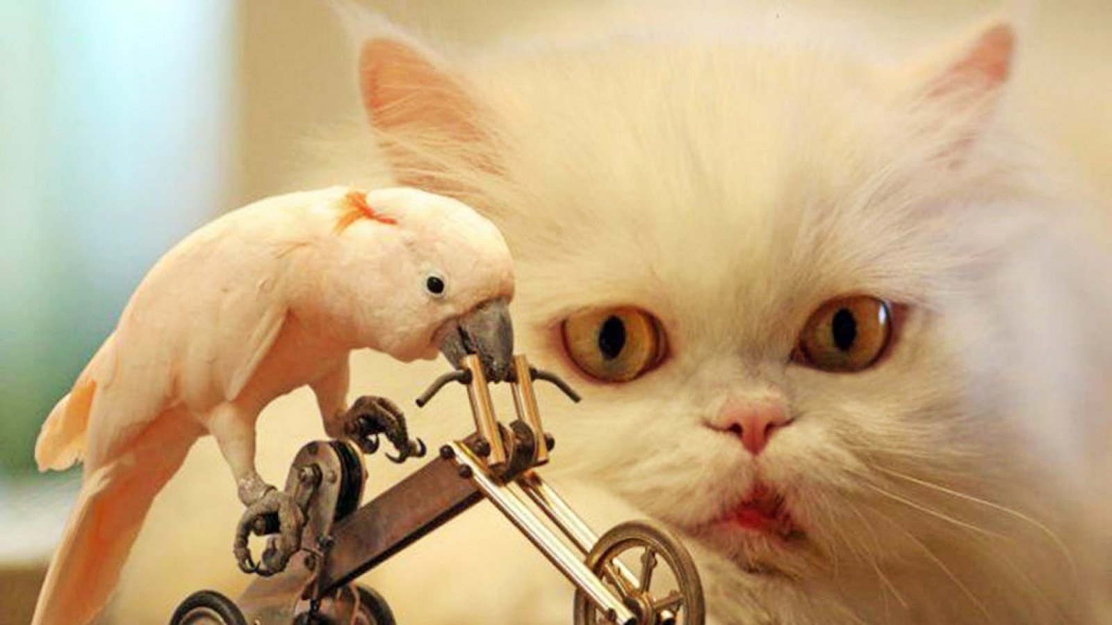 Обои кот, велосипед, попугай, cat, bike, parrot разрешение 2880x1800 Загрузить