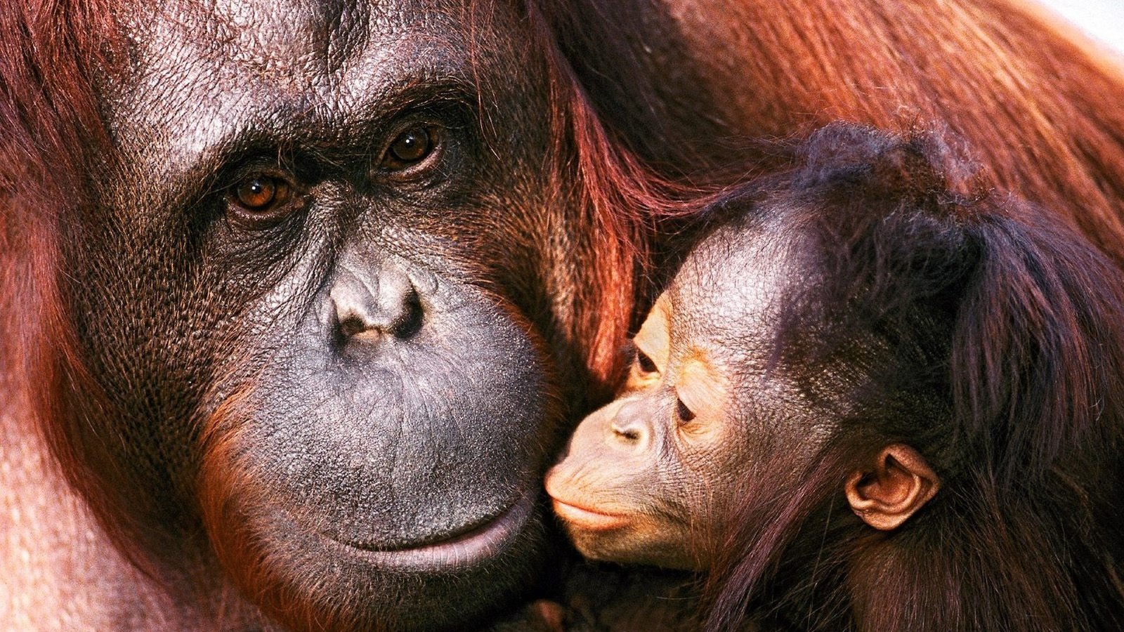 Обои семья, детеныш, орангутанг, обезьяны, мать, family, cub, orangutan, monkey, mother разрешение 1920x1200 Загрузить