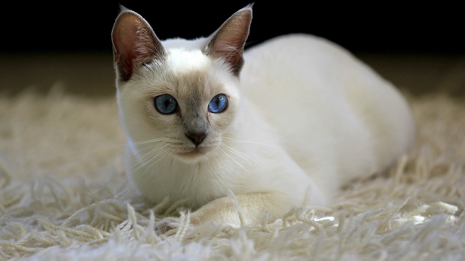 Обои кот, кошка, ковер, белая, тайская, cat, carpet, white, thai разрешение 1925x1273 Загрузить