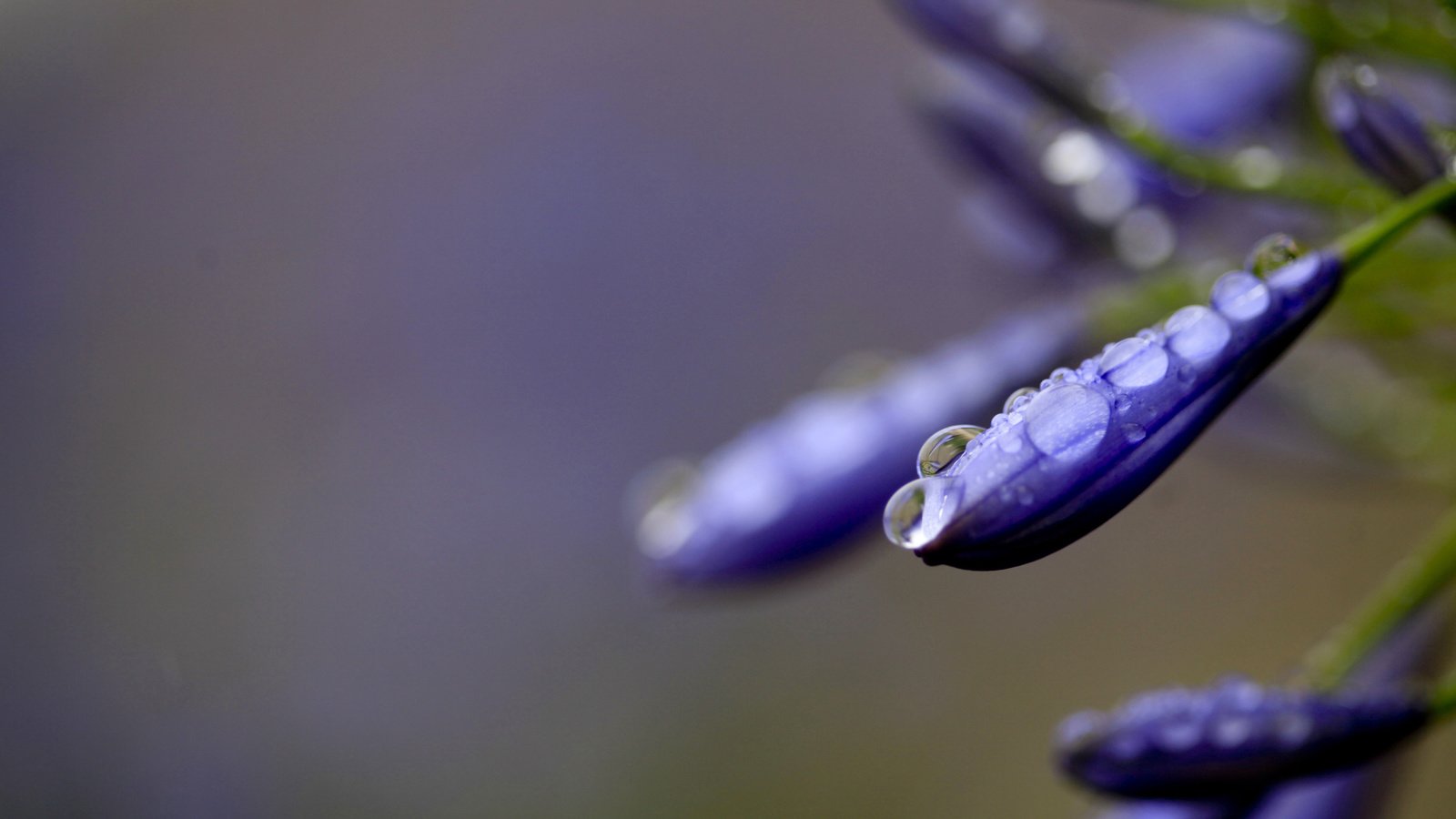 Обои вода, макро, цветок, капли, water, macro, flower, drops разрешение 2560x1600 Загрузить