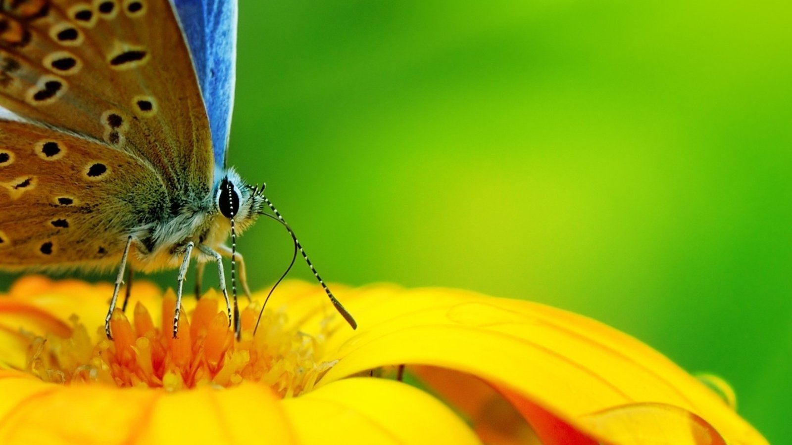 Обои бабочка с интересным окрасом, butterfly with interesting markings разрешение 1932x1208 Загрузить