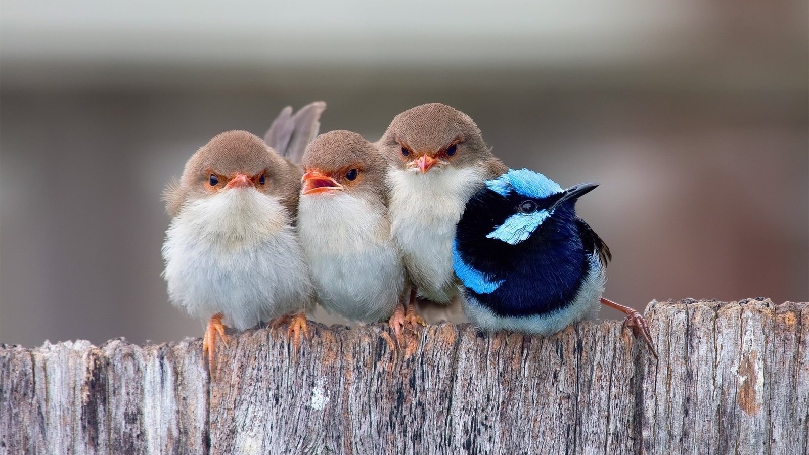 Обои забор, птицы, ряд, воробьи, расписной малюр, the fence, birds, a number, sparrows, painted malur разрешение 1920x1200 Загрузить