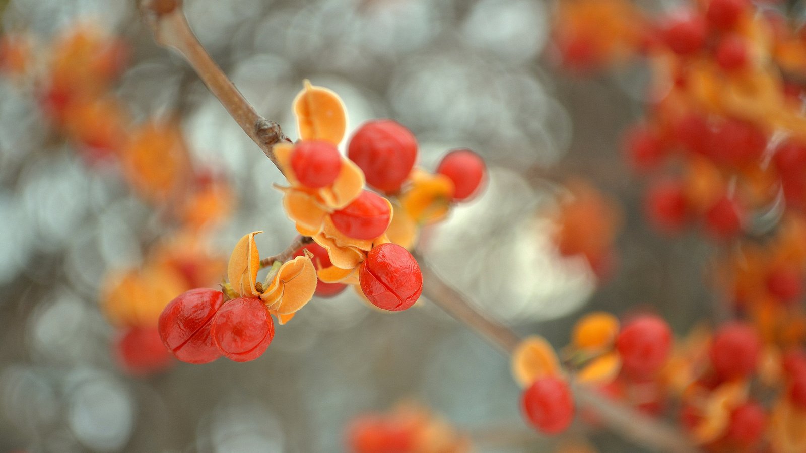 Обои ветка, природа, листья, ягоды, плоды, боке, древогубец, branch, nature, leaves, berries, fruit, bokeh разрешение 2048x1347 Загрузить